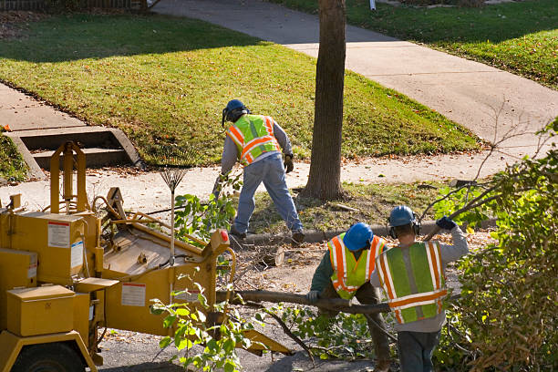 Best Tree Clearing Services  in Diboll, TX